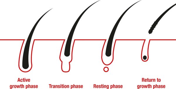 Alpecin hair growth cycle