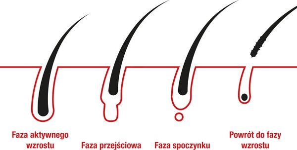 Cykl wzrostu włosów