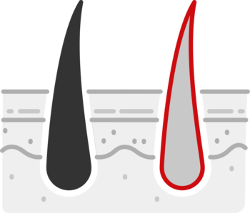 Schematische Darstellung von einem schwarzen Haar neben einem farblosen Haar, das bereits keine Farbpigmente mehr enthält zur Veranschaulichung für die Ursache für graue Haare