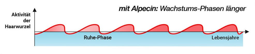 Haarwurzelaktivität mit Alpecin: Wachstums-Phasen länger