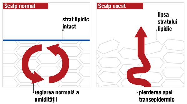 strat lipidic