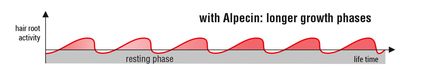 Hair root activity with Alpecin: longer growth phases