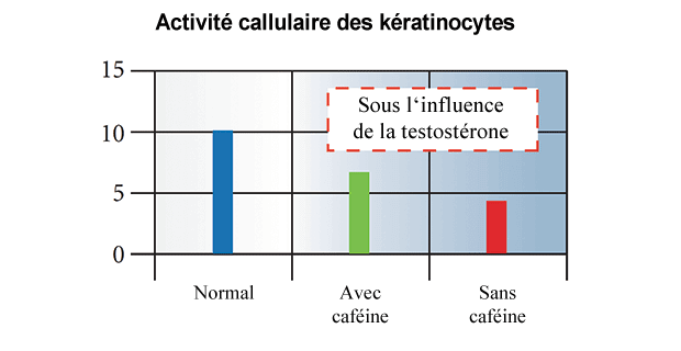 Activité callulaire des kératinocytes
